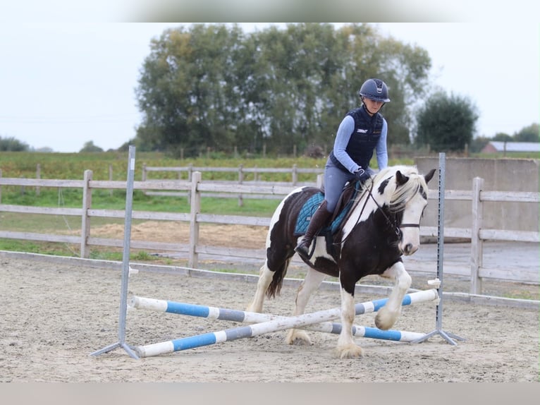 Cob Irlandese / Tinker / Gypsy Vanner Giumenta 4 Anni 144 cm Pezzato in Pepingen