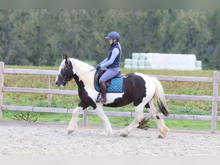 Cob Irlandese / Tinker / Gypsy Vanner Giumenta 4 Anni 144 cm Pezzato in Pepingen