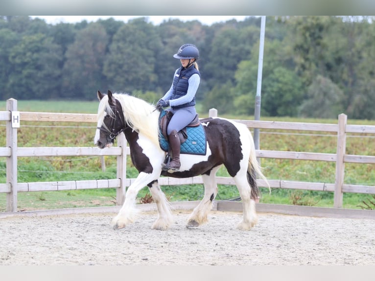Cob Irlandese / Tinker / Gypsy Vanner Giumenta 4 Anni 144 cm Pezzato in Pepingen