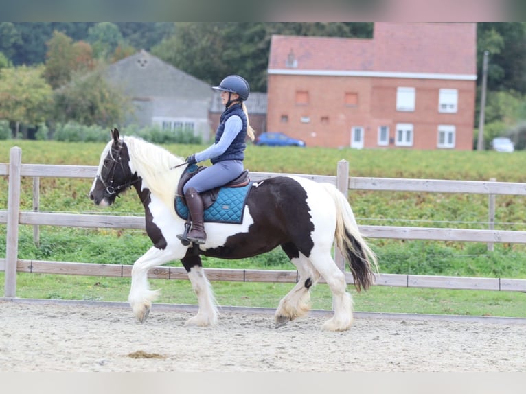Cob Irlandese / Tinker / Gypsy Vanner Giumenta 4 Anni 144 cm Pezzato in Pepingen