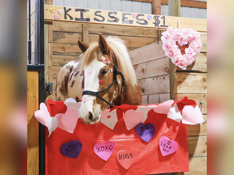 Cob Irlandese / Tinker / Gypsy Vanner Giumenta 4 Anni 145 cm Pezzato in Howell