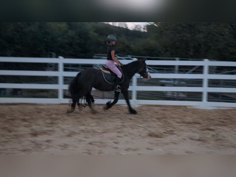 Cob Irlandese / Tinker / Gypsy Vanner Giumenta 4 Anni 146 cm Baio scuro in Morsbach