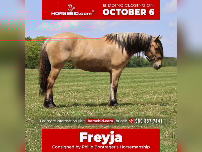 Cob Irlandese / Tinker / Gypsy Vanner Mix Giumenta 4 Anni 150 cm Falbo in Howell