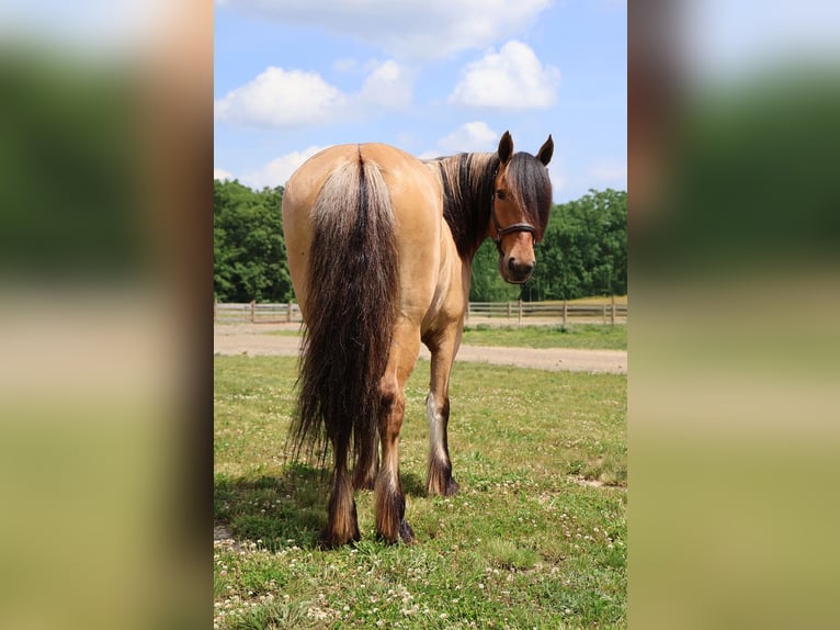 Cob Irlandese / Tinker / Gypsy Vanner Mix Giumenta 4 Anni 150 cm Falbo in Howell