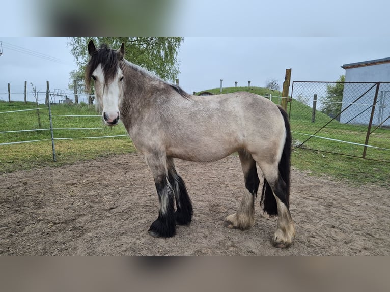 Cob Irlandese / Tinker / Gypsy Vanner Giumenta 4 Anni 150 cm Pelle di daino in Wiesenburg
