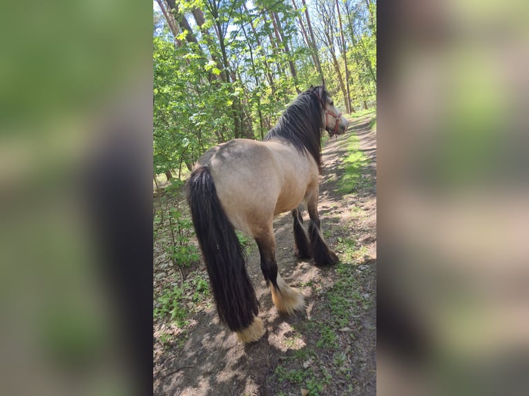 Cob Irlandese / Tinker / Gypsy Vanner Giumenta 4 Anni 150 cm Pelle di daino in Wiesenburg