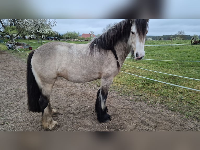 Cob Irlandese / Tinker / Gypsy Vanner Giumenta 4 Anni 150 cm Pelle di daino in Wiesenburg