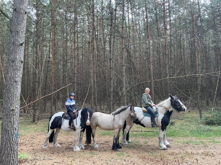 Cob Irlandese / Tinker / Gypsy Vanner Giumenta 4 Anni 150 cm Pelle di daino in Wiesenburg