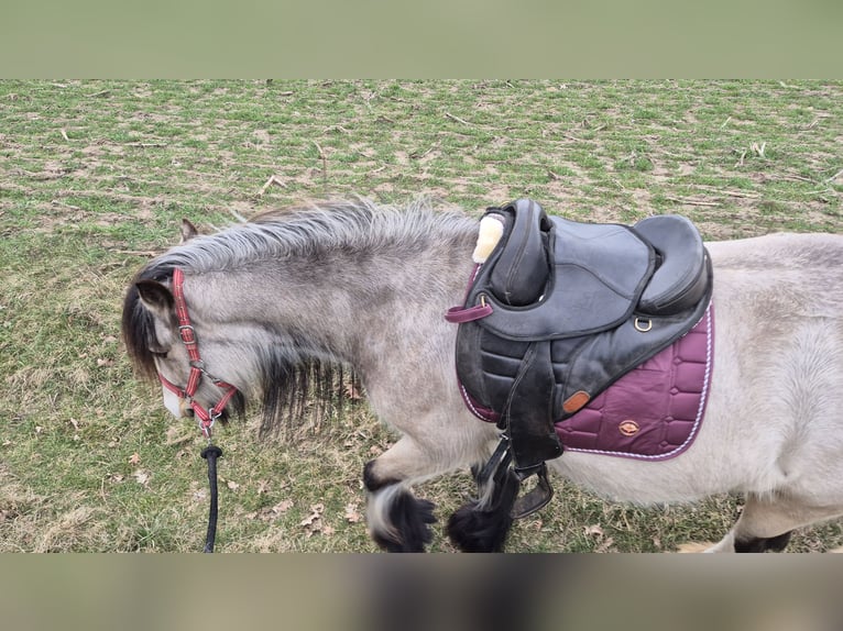 Cob Irlandese / Tinker / Gypsy Vanner Giumenta 4 Anni 150 cm Pelle di daino in Wiesenburg