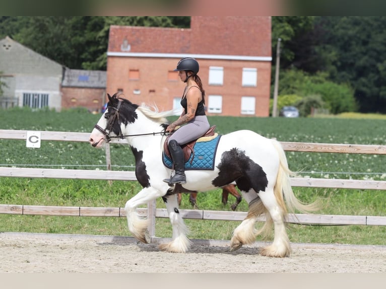 Cob Irlandese / Tinker / Gypsy Vanner Giumenta 4 Anni 151 cm Pezzato in Pepingen