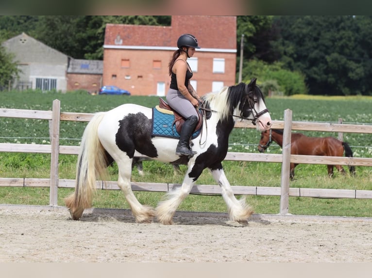 Cob Irlandese / Tinker / Gypsy Vanner Giumenta 4 Anni 151 cm Pezzato in Pepingen