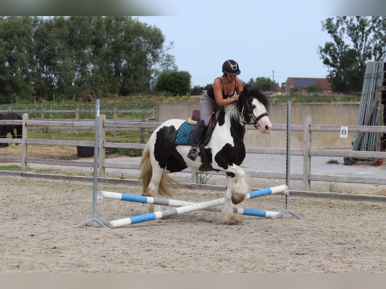 Cob Irlandese / Tinker / Gypsy Vanner Giumenta 4 Anni 151 cm Pezzato in Pepingen