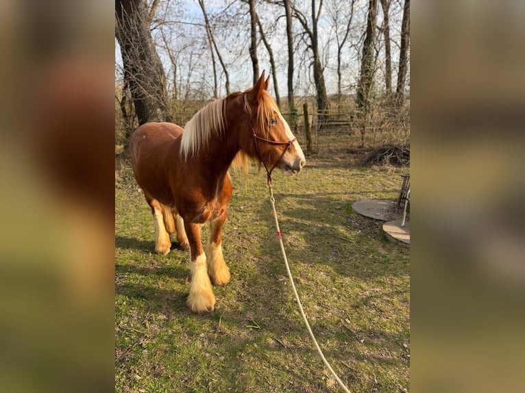 Cob Irlandese / Tinker / Gypsy Vanner Giumenta 4 Anni 152 cm Baio chiaro in Freiling
