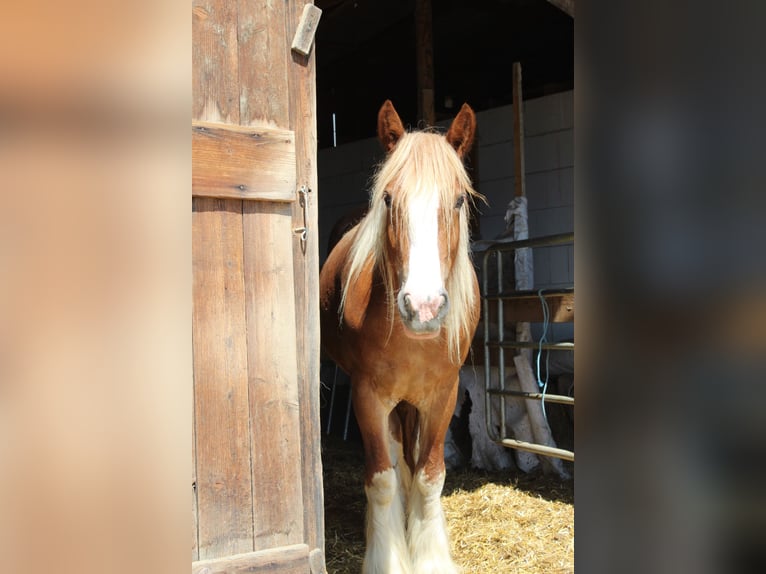 Cob Irlandese / Tinker / Gypsy Vanner Giumenta 4 Anni Baio chiaro in Stössing