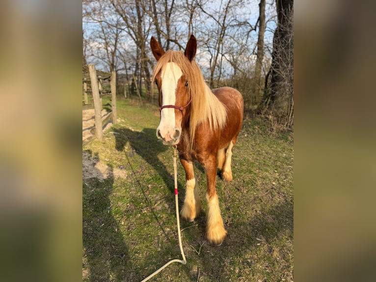 Cob Irlandese / Tinker / Gypsy Vanner Giumenta 4 Anni Baio chiaro in Stössing