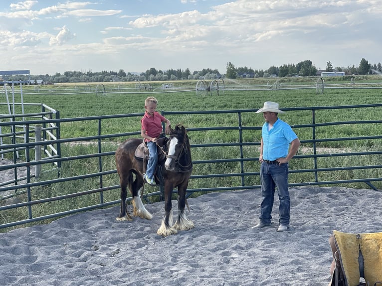 Cob Irlandese / Tinker / Gypsy Vanner Giumenta 4 Anni Morello in Rigby