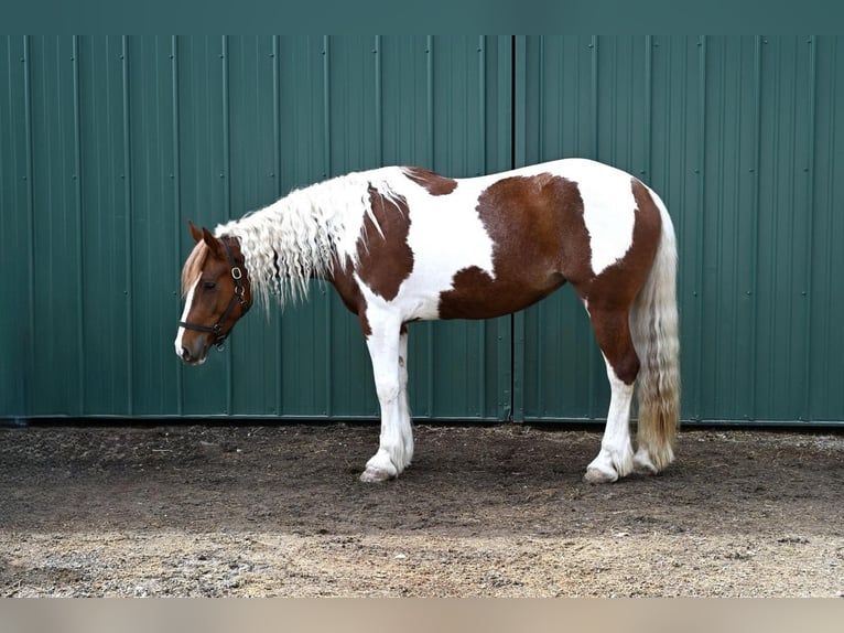 Cob Irlandese / Tinker / Gypsy Vanner Mix Giumenta 4 Anni Pezzato in Warsaw
