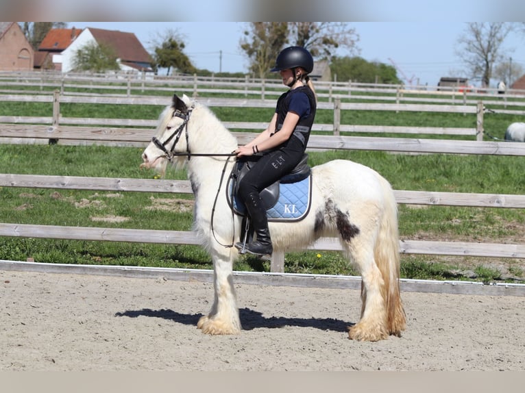 Cob Irlandese / Tinker / Gypsy Vanner Giumenta 5 Anni 122 cm Pezzato in Pepingen
