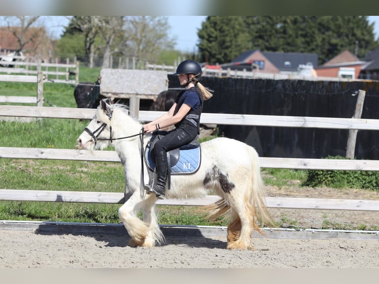 Cob Irlandese / Tinker / Gypsy Vanner Giumenta 5 Anni 122 cm Pezzato in Pepingen
