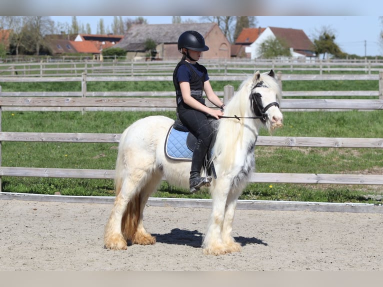 Cob Irlandese / Tinker / Gypsy Vanner Giumenta 5 Anni 122 cm Pezzato in Pepingen