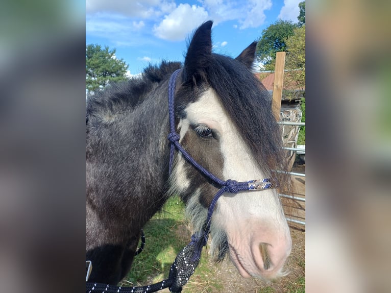 Cob Irlandese / Tinker / Gypsy Vanner Giumenta 5 Anni 123 cm Pezzato in Hohenhameln