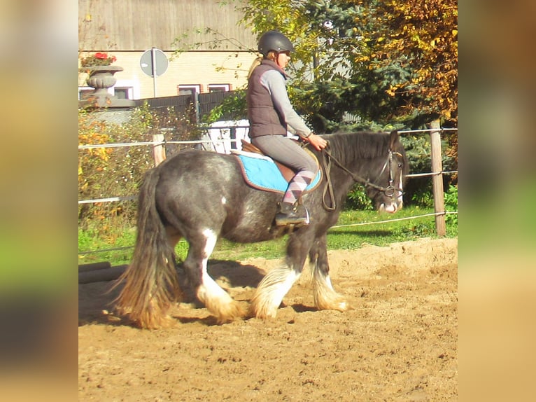 Cob Irlandese / Tinker / Gypsy Vanner Giumenta 5 Anni 128 cm Morello in Velpke