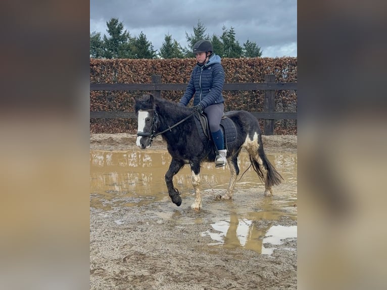 Cob Irlandese / Tinker / Gypsy Vanner Mix Giumenta 5 Anni 128 cm Pezzato in Daleiden