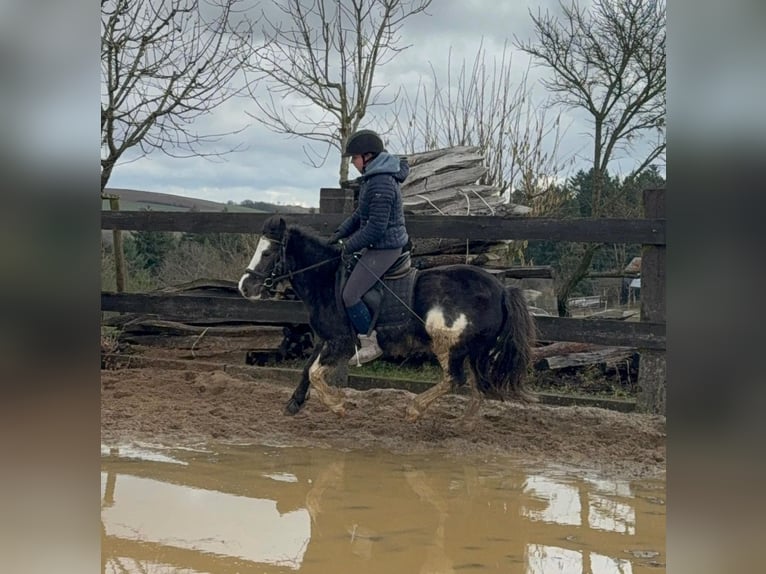 Cob Irlandese / Tinker / Gypsy Vanner Mix Giumenta 5 Anni 128 cm Pezzato in Daleiden