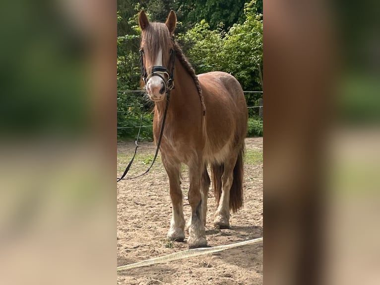 Cob Irlandese / Tinker / Gypsy Vanner Giumenta 5 Anni 132 cm in Norderstedt