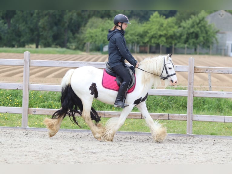 Cob Irlandese / Tinker / Gypsy Vanner Giumenta 5 Anni 132 cm Pezzato in Pepingen