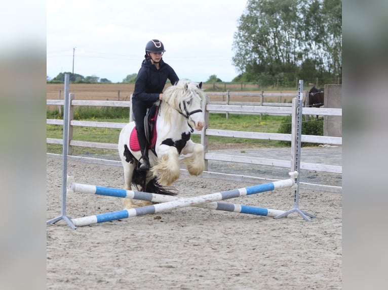 Cob Irlandese / Tinker / Gypsy Vanner Giumenta 5 Anni 132 cm Pezzato in Pepingen