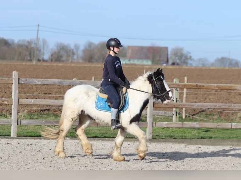 Cob Irlandese / Tinker / Gypsy Vanner Giumenta 5 Anni 133 cm Pezzato in Bogaarden