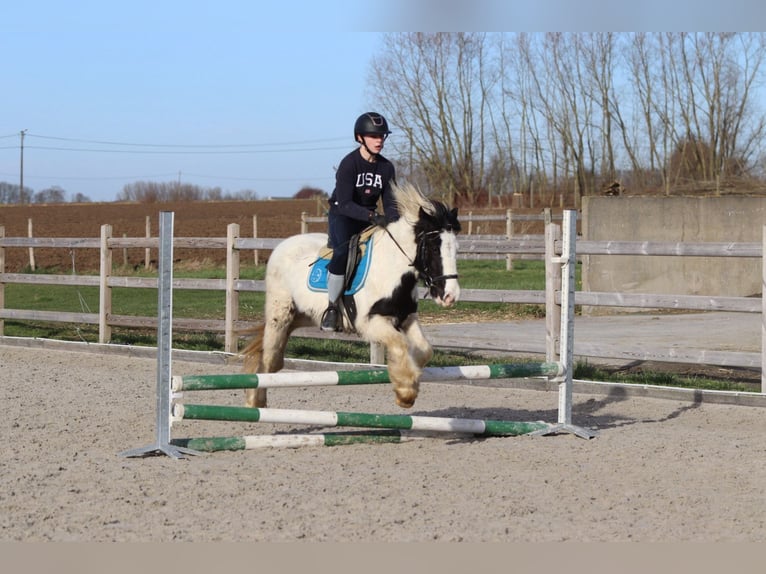 Cob Irlandese / Tinker / Gypsy Vanner Giumenta 5 Anni 133 cm Pezzato in Bogaarden