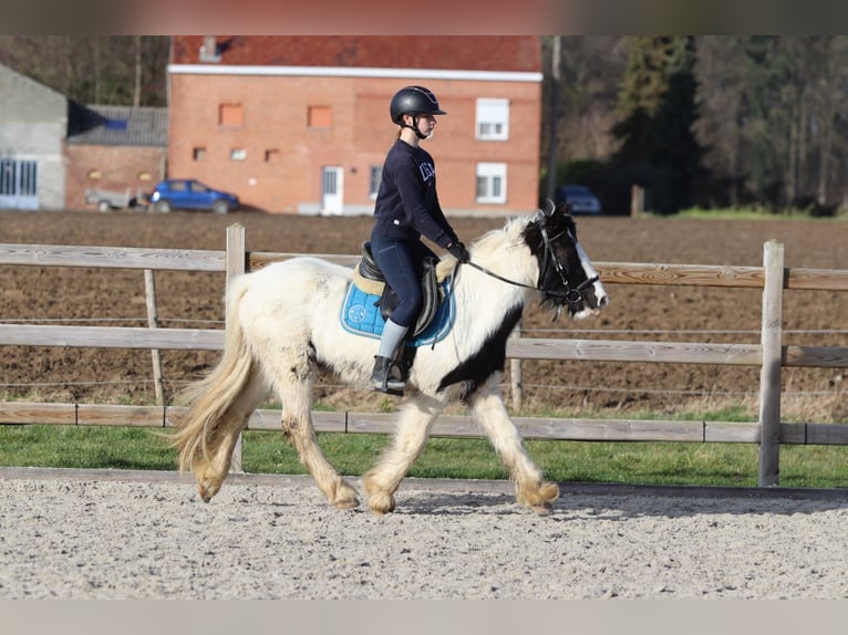 Cob Irlandese / Tinker / Gypsy Vanner Giumenta 5 Anni 133 cm Pezzato in Bogaarden
