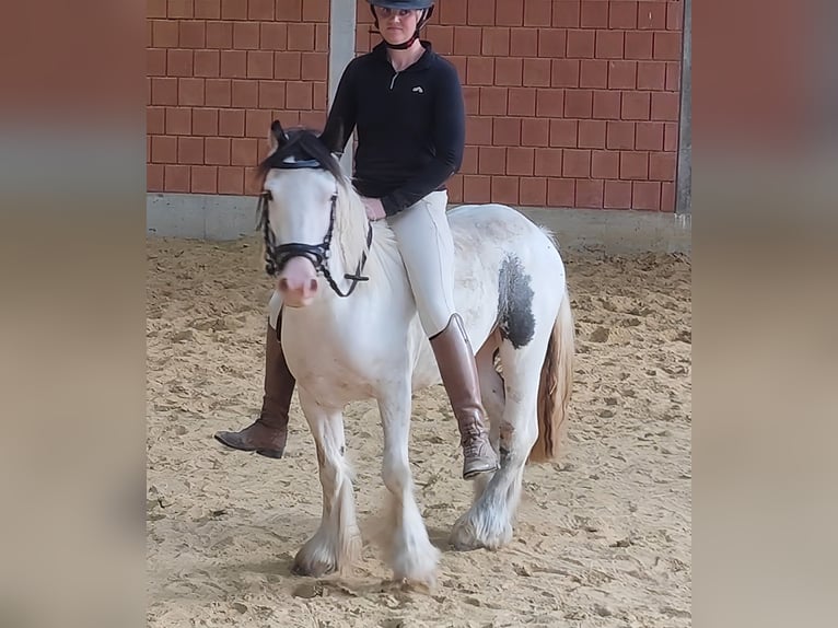 Cob Irlandese / Tinker / Gypsy Vanner Giumenta 5 Anni 135 cm Pezzato in Lage Cob Irlandese / Tinker / Gypsy Vanner Giumenta 5 Anni 135 cm Pezzato in Lage