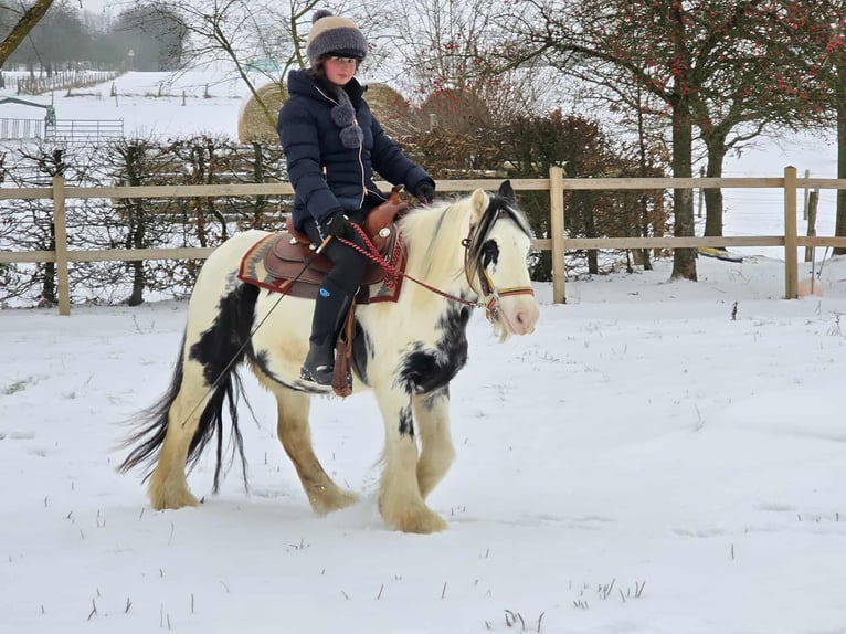 Cob Irlandese / Tinker / Gypsy Vanner Giumenta 5 Anni 135 cm Pezzato in Linkenbach
