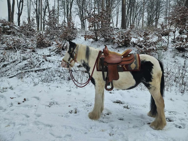 Cob Irlandese / Tinker / Gypsy Vanner Giumenta 5 Anni 135 cm Pezzato in Linkenbach