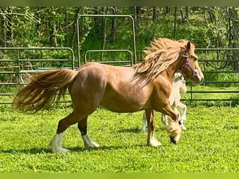 Cob Irlandese / Tinker / Gypsy Vanner Giumenta 5 Anni 137 cm Sauro scuro in De Soto