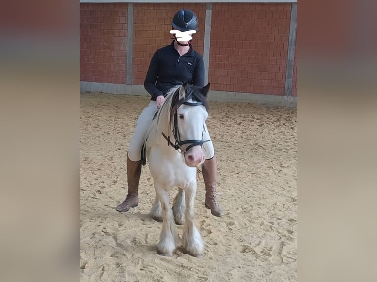 Cob Irlandese / Tinker / Gypsy Vanner Giumenta 5 Anni 138 cm Pezzato in Blomberg