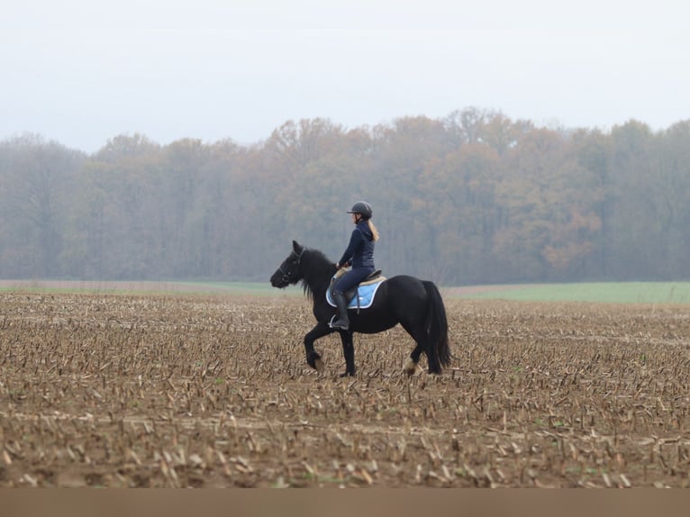 Cob Irlandese / Tinker / Gypsy Vanner Giumenta 5 Anni 140 cm Morello in Bogaarden