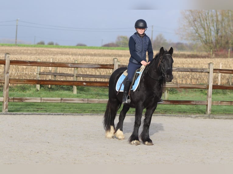 Cob Irlandese / Tinker / Gypsy Vanner Giumenta 5 Anni 140 cm Morello in Bogaarden