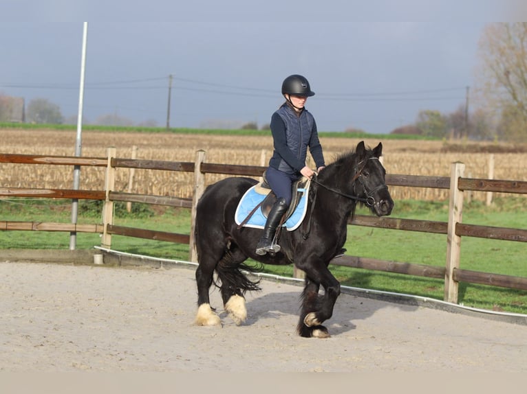 Cob Irlandese / Tinker / Gypsy Vanner Giumenta 5 Anni 140 cm Morello in Bogaarden