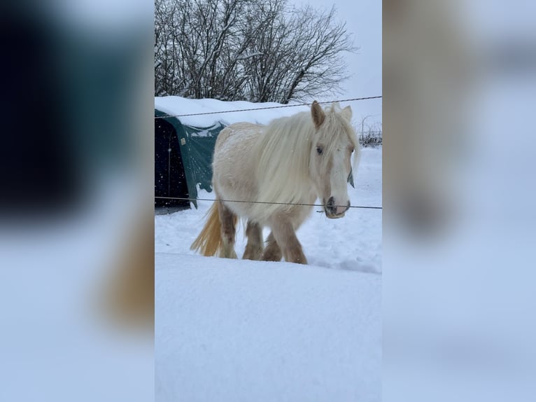 Cob Irlandese / Tinker / Gypsy Vanner Giumenta 5 Anni 140 cm Palomino in Halver