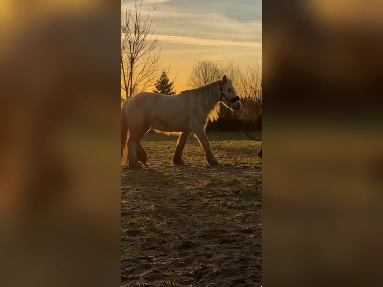 Cob Irlandese / Tinker / Gypsy Vanner Giumenta 5 Anni 140 cm Palomino in Halver