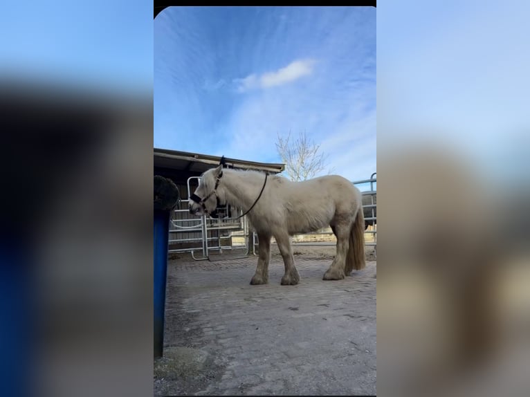 Cob Irlandese / Tinker / Gypsy Vanner Giumenta 5 Anni 140 cm Palomino in Halver