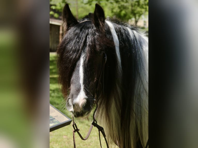 Cob Irlandese / Tinker / Gypsy Vanner Giumenta 5 Anni 140 cm Pezzato in Dublin