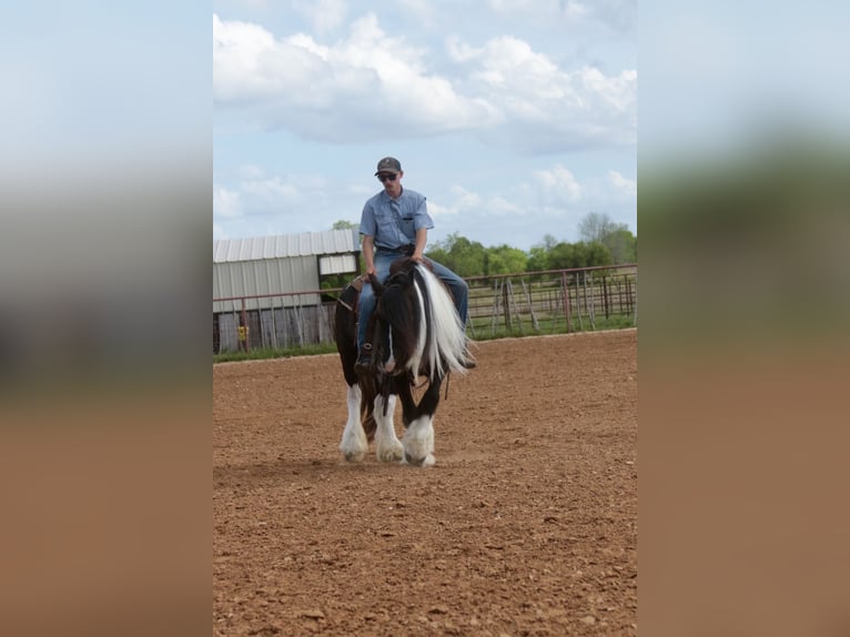 Cob Irlandese / Tinker / Gypsy Vanner Giumenta 5 Anni 140 cm Pezzato in Dublin