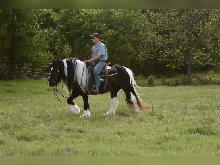 Cob Irlandese / Tinker / Gypsy Vanner Giumenta 5 Anni 140 cm Pezzato in Dublin