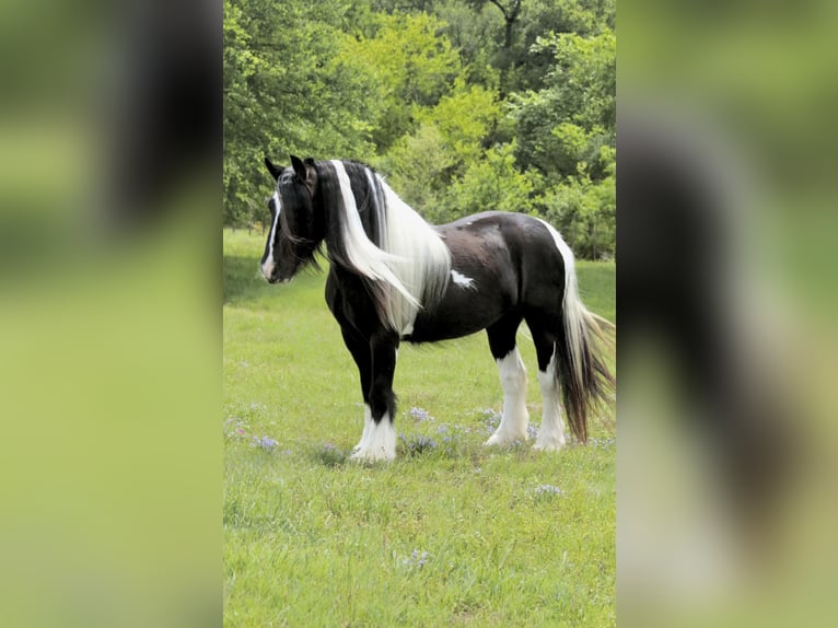 Cob Irlandese / Tinker / Gypsy Vanner Giumenta 5 Anni 140 cm Pezzato in Dublin