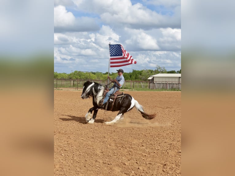 Cob Irlandese / Tinker / Gypsy Vanner Giumenta 5 Anni 140 cm Pezzato in Dublin
